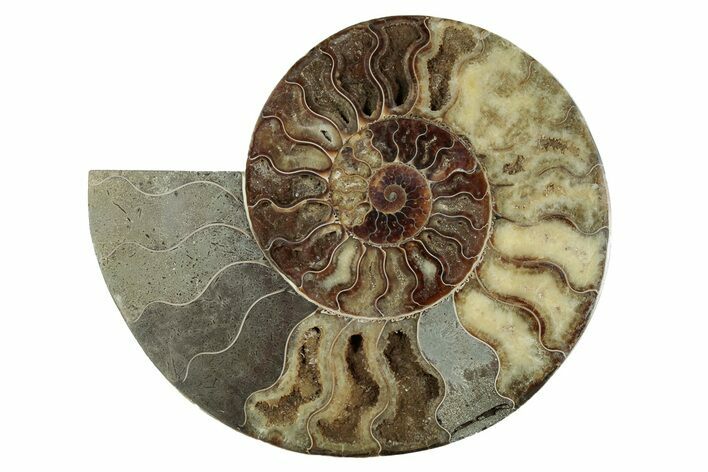 Cut & Polished Ammonite Fossil (Half) - Madagascar #342127